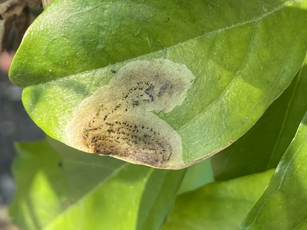 Calycomyza durantae - photo 2