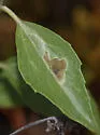 Calycomyza enceliae - photo 5