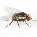 Calycomyza eupatoriphaga - photo 3