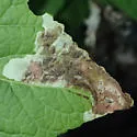 Calycomyza eupatoriphaga - photo 5