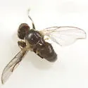Calycomyza eupatorivora - Calycomyza eupatorivora