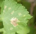 Calycomyza hyptidis