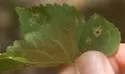 Calycomyza hyptidis - photo 2