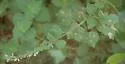 Calycomyza hyptidis - photo 3