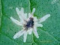 Calycomyza hyptidis - photo 4