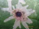 Calycomyza hyptidis - photo 5