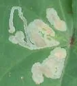Calycomyza ipomaeae