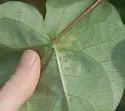 Calycomyza ipomaeae - photo 2