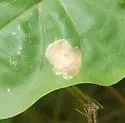 Calycomyza ipomaeae - photo 3