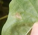 Calycomyza ipomaeae - photo 4