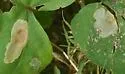 Calycomyza ipomaeae - photo 5