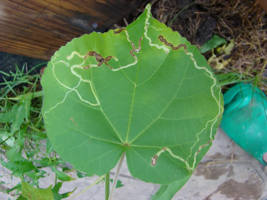 Calycomyza malvae - photo 2