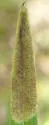 Calycomyza menthae - Calycomyza menthae