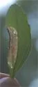 Calycomyza menthae - photo 2