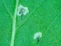 Calycomyza menthae - photo 5
