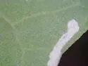 Calycomyza mikaniae