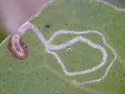 Calycomyza mikaniae - photo 2