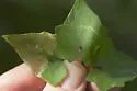 Calycomyza mikaniae - photo 3