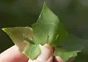 Calycomyza mikaniae - photo 4