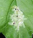 Calycomyza platyptera