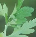 Calycomyza platyptera - photo 3