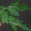 Calycomyza platyptera - photo 4