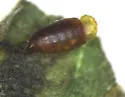 Calycomyza promissa