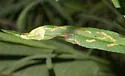 Calycomyza promissa - photo 2