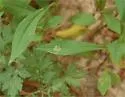 Calycomyza promissa - photo 3