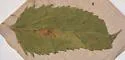 Calycomyza serotini - photo 4