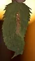 Calycomyza serotini - photo 5