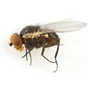 Calycomyza smallanthi - Calycomyza smallanthi