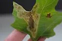 Calycomyza smallanthi - photo 2
