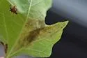 Calycomyza smallanthi - photo 3