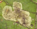 Calycomyza smallanthi - photo 4
