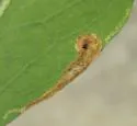 Calycomyza solidaginis - photo 2