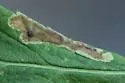 Calycomyza solidaginis - photo 3