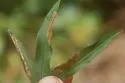 Calycomyza solidaginis - photo 5