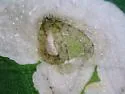 Calycomyza stegmaieri - photo 3