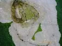 Calycomyza stegmaieri - photo 4