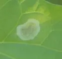 Calycomyza steviae