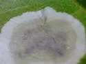 Calycomyza steviae - photo 3