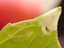 Calycomyza steviae - photo 4