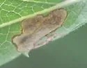 Calycomyza verbenae - photo 3