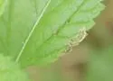 Calycomyza verbenae - photo 4