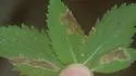 Calycomyza verbenae - photo 5