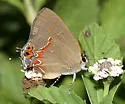 Dusky-blue Groundstreak - Hodges#4300