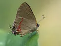 Dusky-blue Groundstreak - Hodges#4300 - photo 4