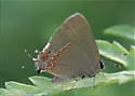 Dusky-blue Groundstreak - Hodges#4300 - photo 5