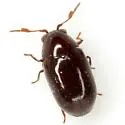 Calymmaderus nitidus